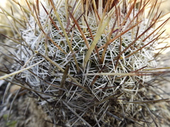 Echinofossulocactus ochoterenaus