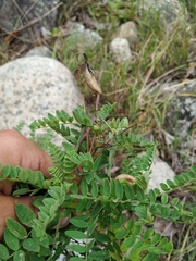 Astragalus penduliflorus