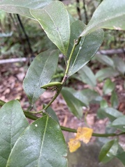 Artabotrys hexapetalus