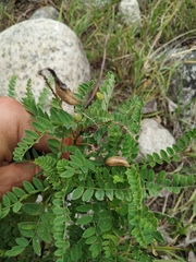 Astragalus penduliflorus