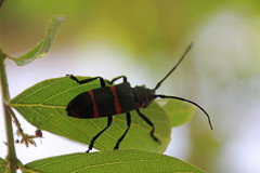 Ceroplesis orientalis