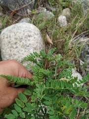 Astragalus penduliflorus