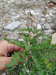 Astragalus penduliflorus