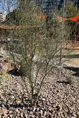 Baileya multiradiata