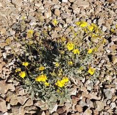 Baileya multiradiata