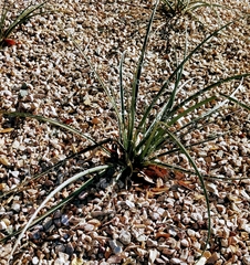 Baileya multiradiata