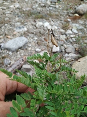 Astragalus penduliflorus
