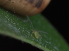 Paronellidae