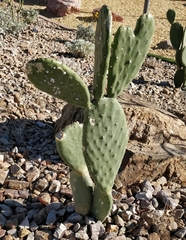 Opuntia