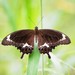 Fuscous Swallowtail - Photo (c) suelee, some rights reserved (CC BY-NC)