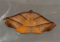 Systatica xanthastis