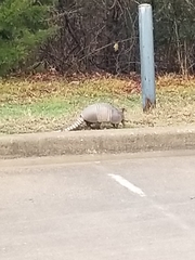 Dasypus novemcinctus