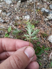 Potentilla tergemina