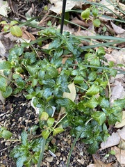 Mercurialis leiocarpa