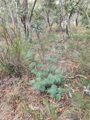 Acacia obliquinervia