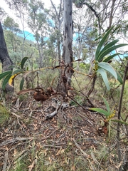 Acacia obliquinervia