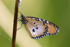 Danaus chrysippus dorippus