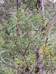 Acacia obliquinervia