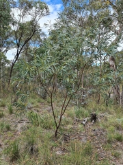 Acacia obliquinervia
