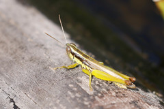 Oxya hyla