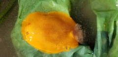 Doriopsilla albopunctata