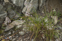 Allium rubens