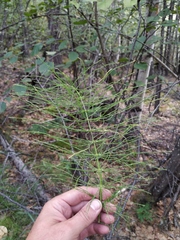 Equisetum pratense image