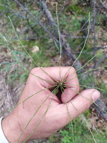 Equisetum pratense image