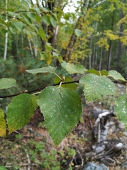 Betula lanata