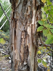 Betula lanata