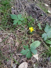 Ranunculus propinquus