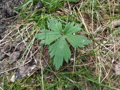 Ranunculus propinquus