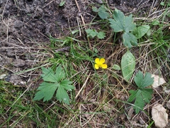 Ranunculus propinquus