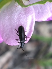 Rhagonycha mandibularis