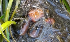 Californiconus californicus
