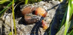 Californiconus californicus