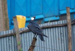 Corvus crassirostris