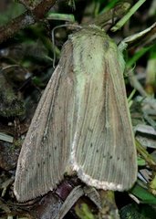Leucania phragmitidicola