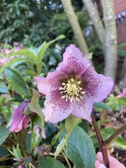 Helleborus