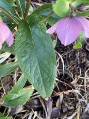Helleborus