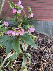 Helleborus