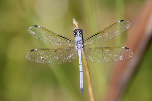 Pied-spot