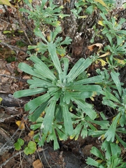 Artemisia lagocephala