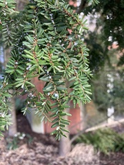 Tsuga diversifolia