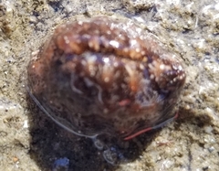 Pusula solandri