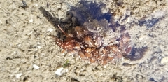 Pusula solandri