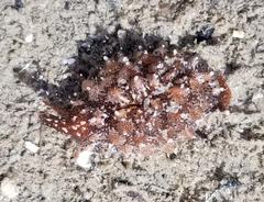 Pusula solandri
