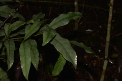 Beilschmiedia elliptica