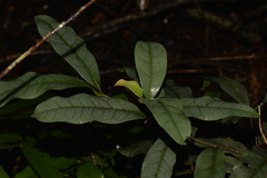 Beilschmiedia elliptica