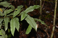 Beilschmiedia elliptica